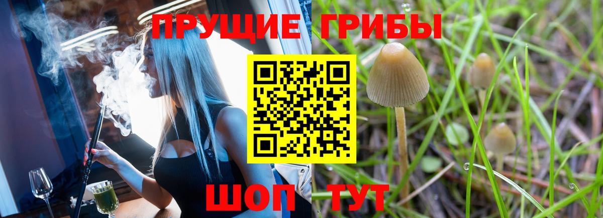 Псилоцибиновые грибы Cubensis Михайловка